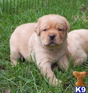 rufflabs Picture 1